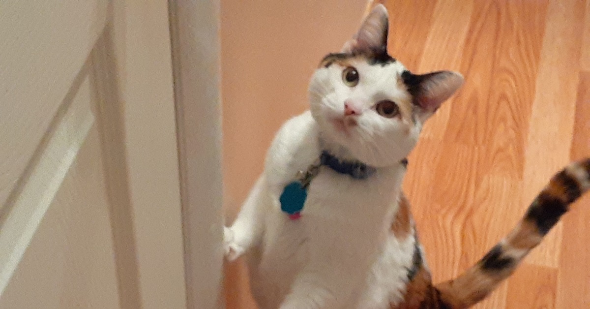 Il gattino ha un modo di bussare alla porta semplicemente unico, il video è spettacolare