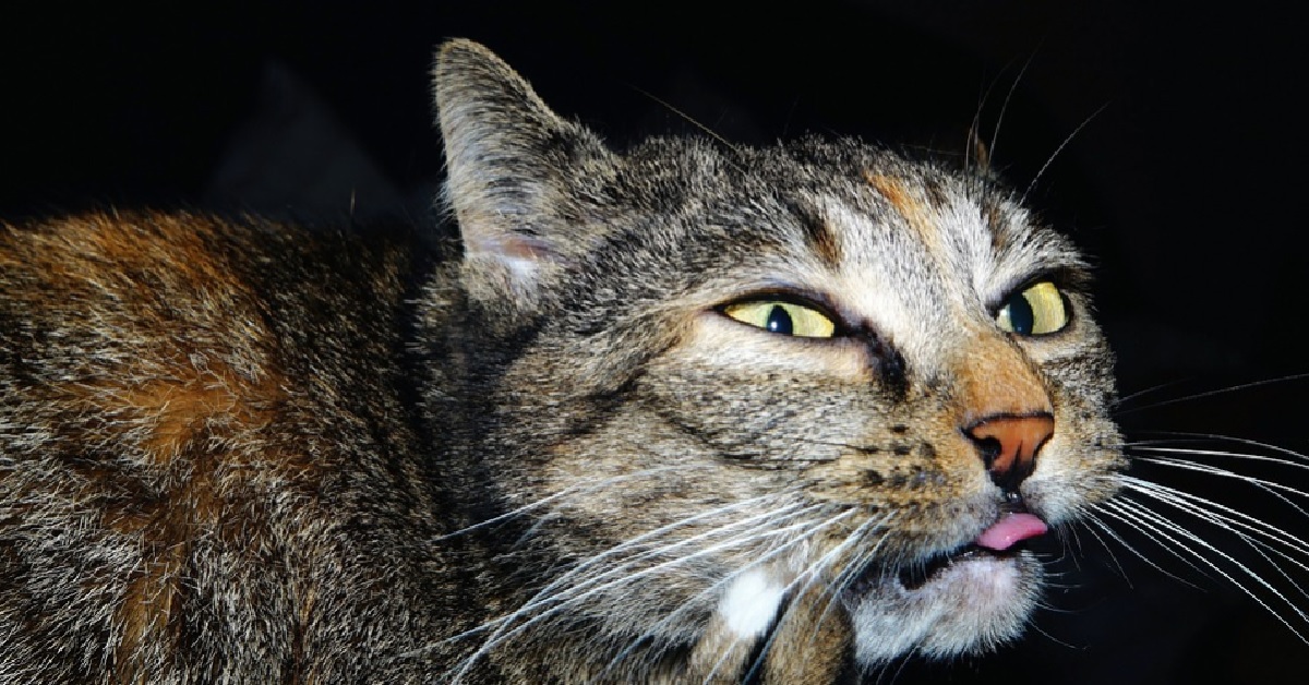 Il gattino Leo mette la faccia in un posto dove non dovrebbe metterla, la sua espressione in video è da non credere