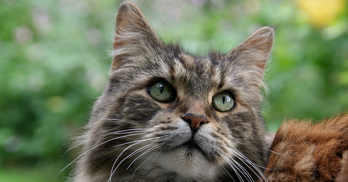 Il gattino Maine Coon inventa un nuovo modo di giocare, tutta la sua fantastica creatività nel video