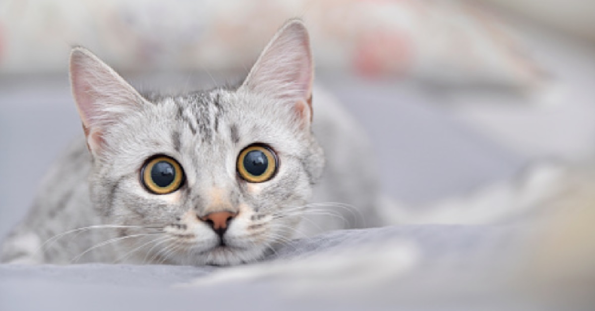 Il gattino Mau Egiziano ha un modo sensazionale di comparire in scena, il video è sorprendente