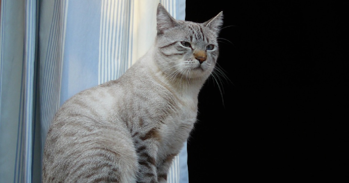 Il gattino Moggy è confuso dall’ombra del fratellino, il video è entusiasmante