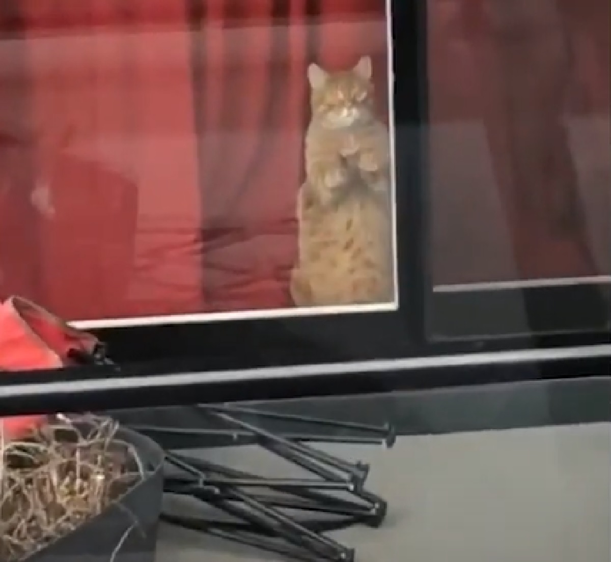 fidji gattino guarda altro appartamento