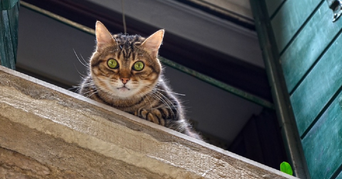 Il gattino Moggy instaura una relazione a distanza con un altro gattino, il video è dolcissimo