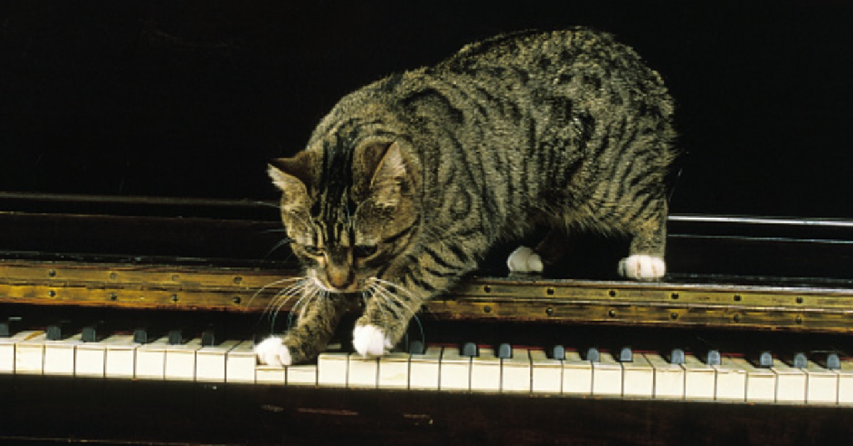 Il gattino Parker non si rende conto di star suonando la tastiera, la sua faccia in video la dice lunga
