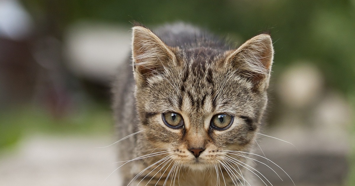 Il gattino pigro sperimenta un metodo geniale per scendere rapidamente le scale, il video vi sorprenderà