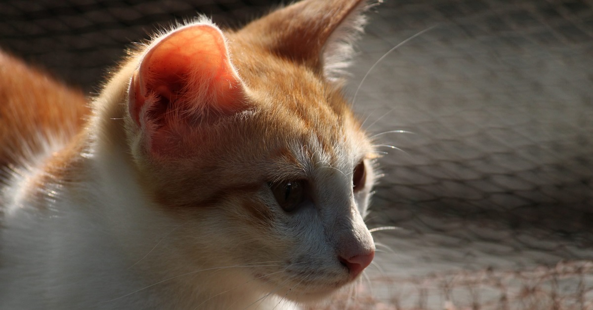 Il gattino riesce a prendere da solo il suo cibo preferito dal freezer, tutto il suo ingegno nel video