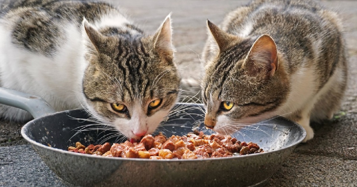 Il gattino rosso non vuole condividere il pasto col fratellino, il video diventa immediatamente virale