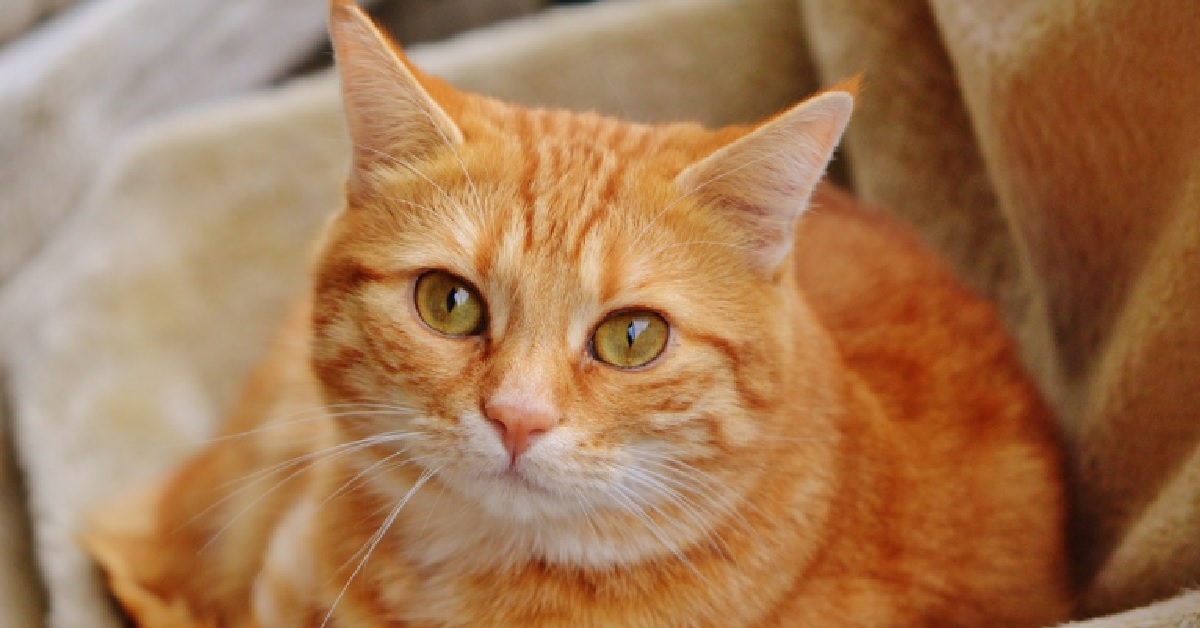 Il gattino rosso osserva i fratelli giocare con un pupazzo, ecco il video del suo sconcerto