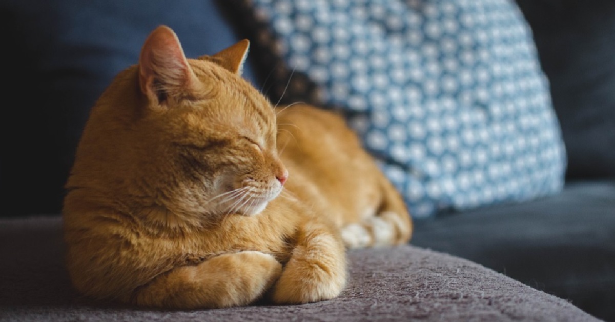 Il gattino rosso viene adottato e dimostra il suo amore in questo video fantastico