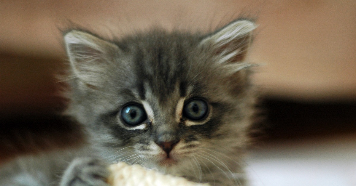 Il gattino scopre un nuovo modo di giocare con il cestino, il video è curioso