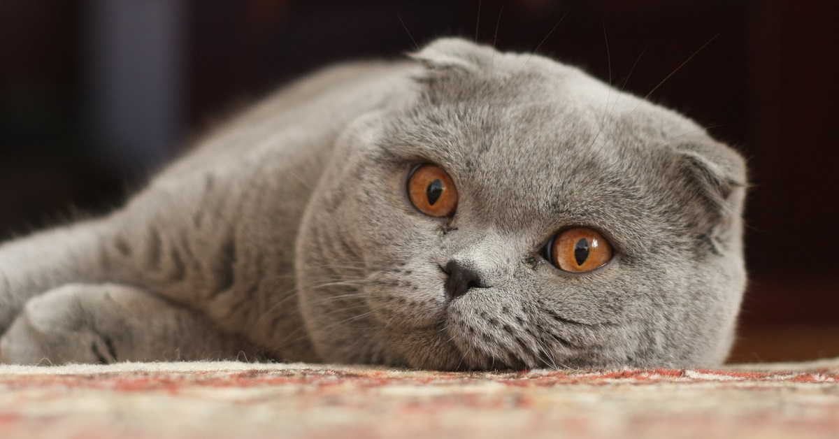 Il gattino Scottish Fold ed il neonato giocano insieme, la scena mostrata in video è tenerissima