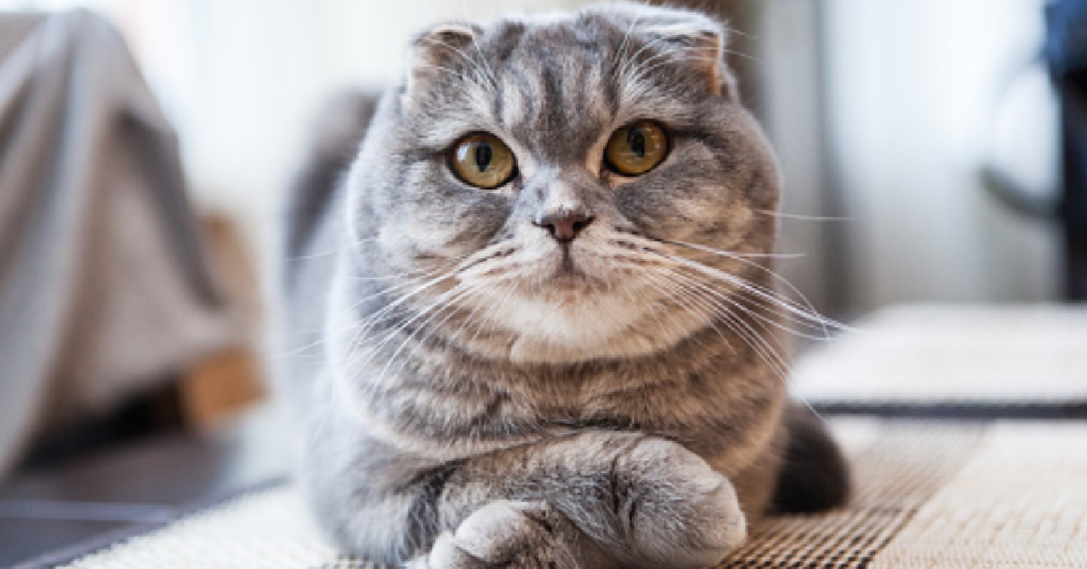 Il gattino Scottish Fold si gode il suo momento di relax guardando la TV, il video è imperdibile