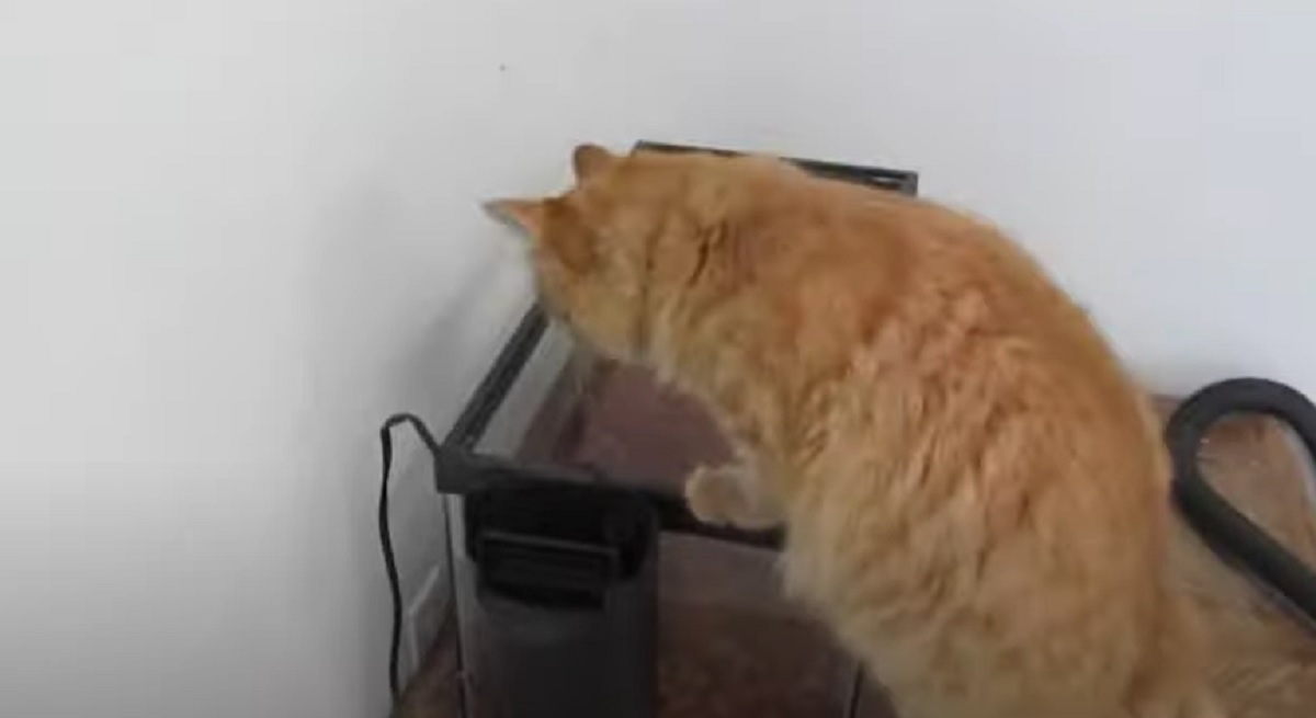 gatto acquario fissa