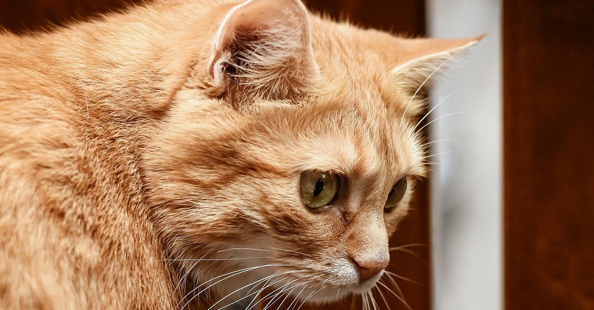 Il gattino si avvicina per guardare i pesci nell’acquario, poco dopo nel video accade l’irreparabile