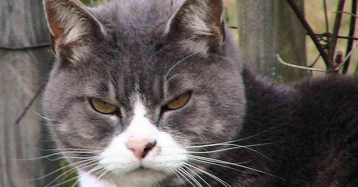 Il gattino si confronta con un palloncino simile a lui, il video della sua “accoglienza” è tutto da gustare