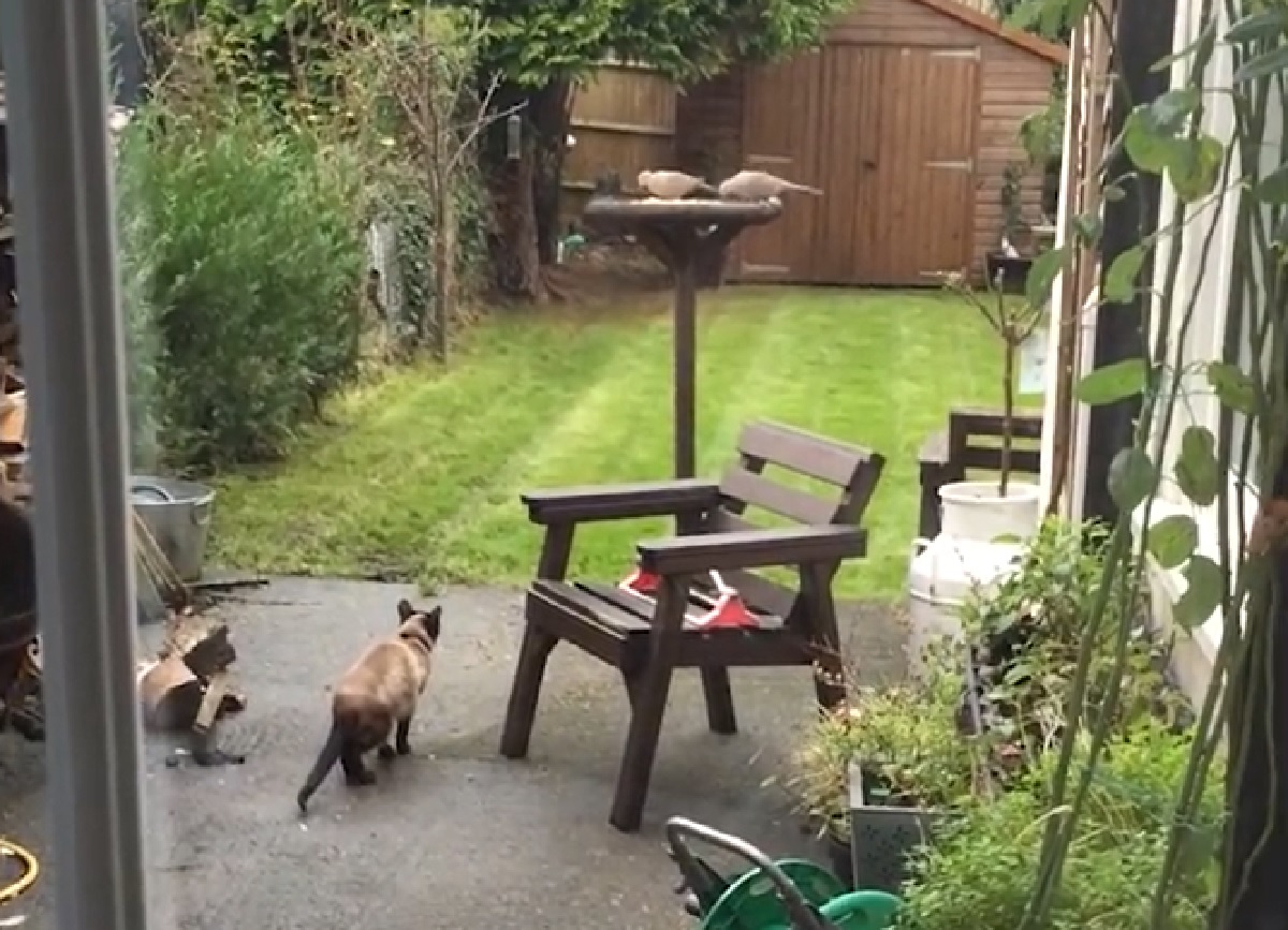 gattino siamese assalto silenzioso piccioni