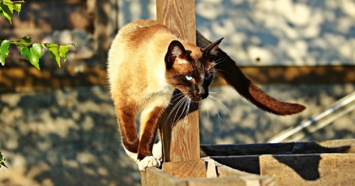 Il gattino Siamese è pronto all’attacco, gli obbiettivi sono due piccioni ma qualcosa nel video va incredibilmente storto