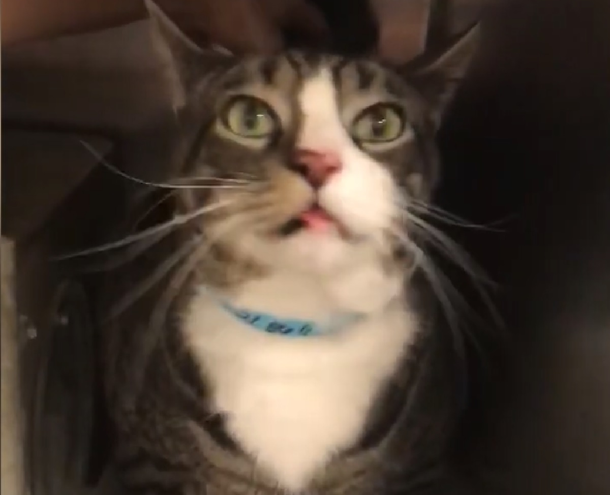 taddy gattino soriano carezze caitlyn