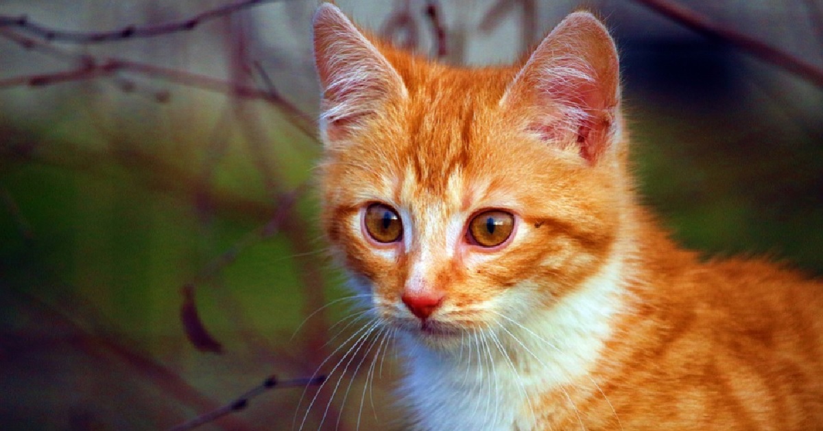 Il gattino Tabby conosce il suo nuovo fratellino, il video dell’incontro è meraviglioso