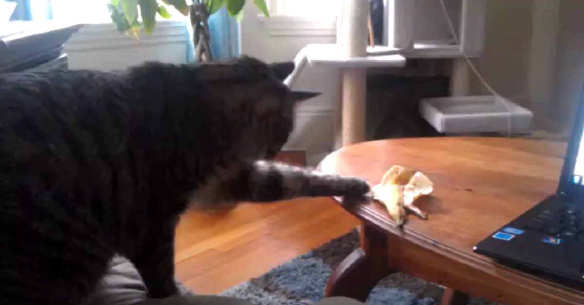 Il gattino vede per la prima volta una buccia di banana, la sua reazione in video è divertentissima