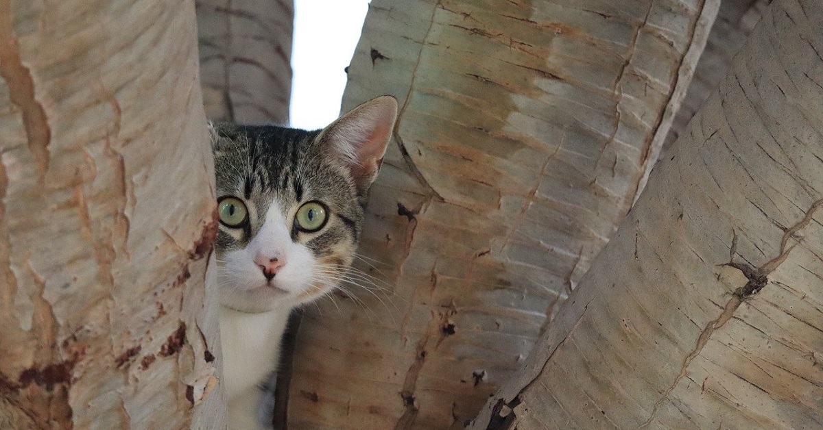 Il gattino viene “inseguito” dalla busta di plastica, capiamo il senso solo guardando il video
