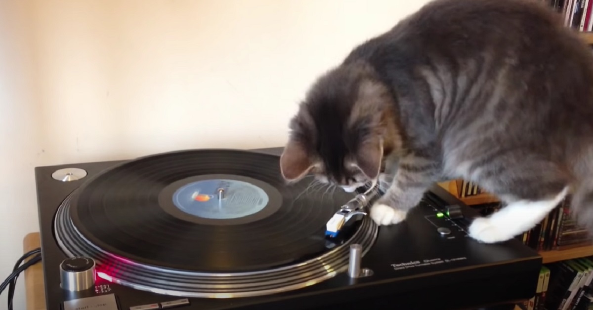 Il gattino vuole capire come funziona un giradischi e scopre nel video il suo talento nascosto