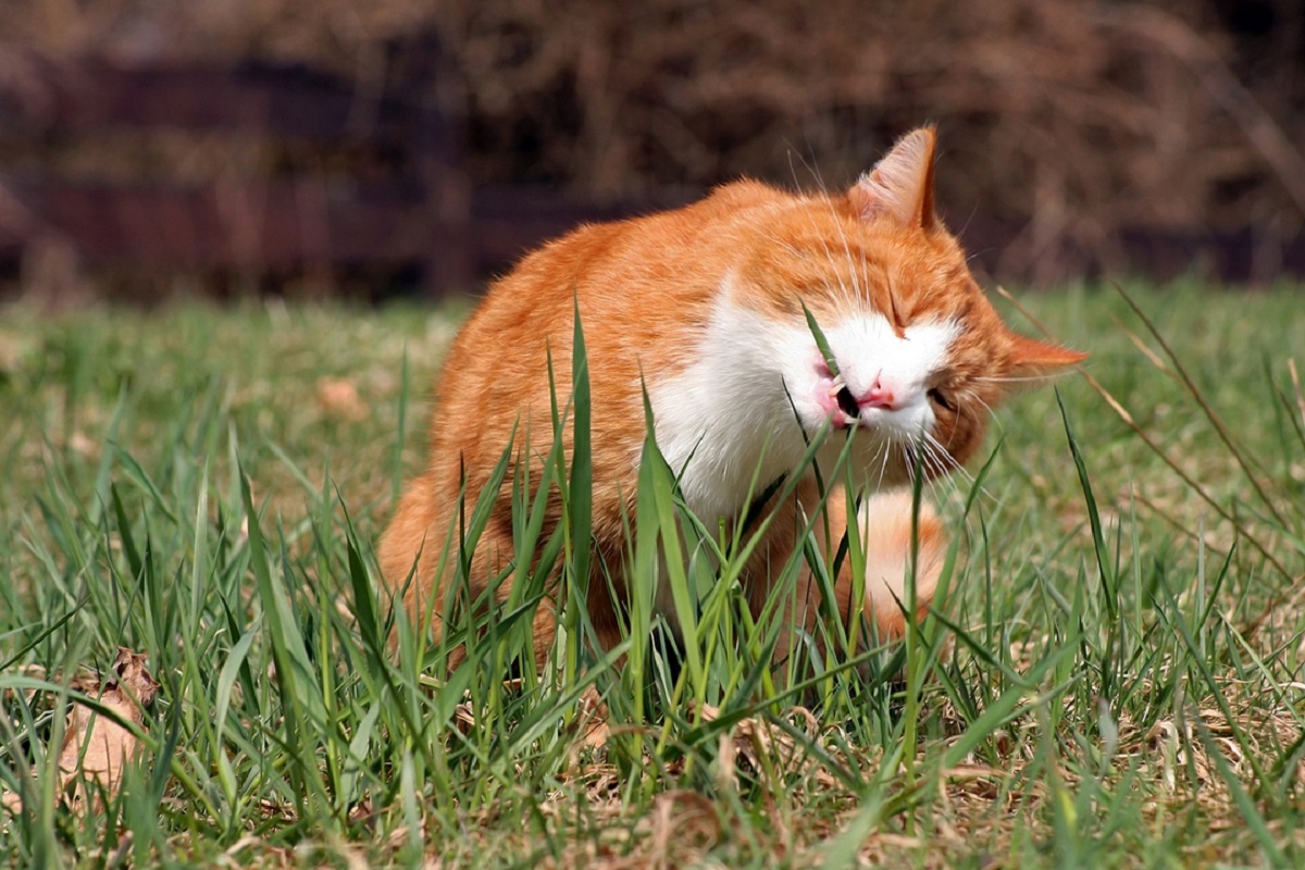 gatto mangia erba