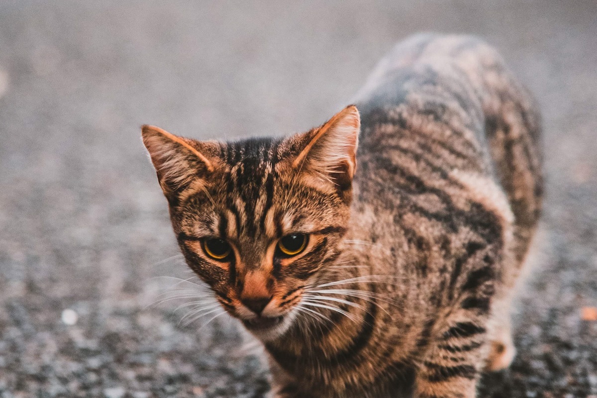 gattino che sta per vomitare