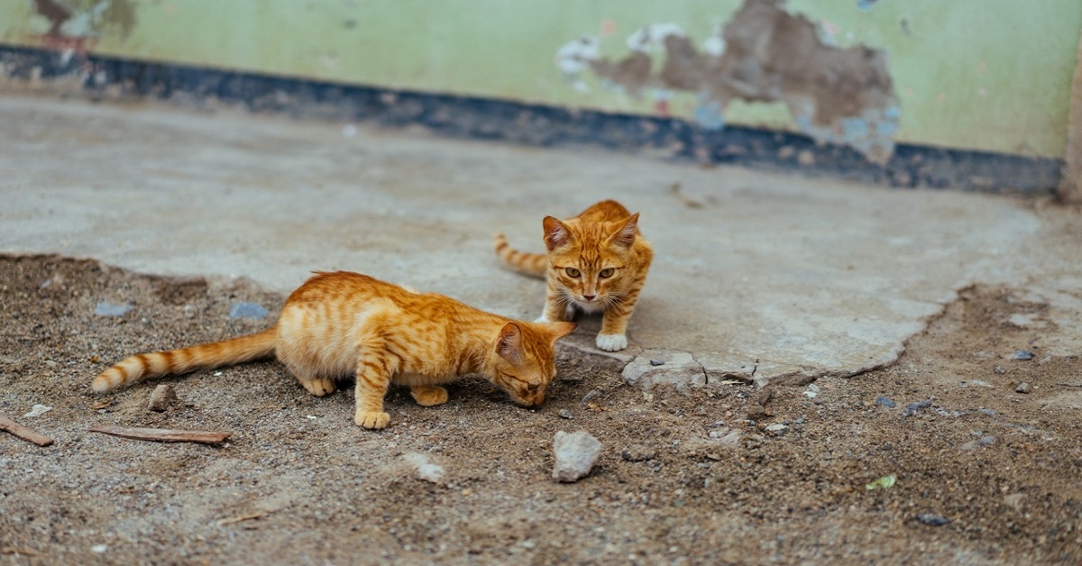 Il gatto è stato avvelenato: primo intervento e cosa fare