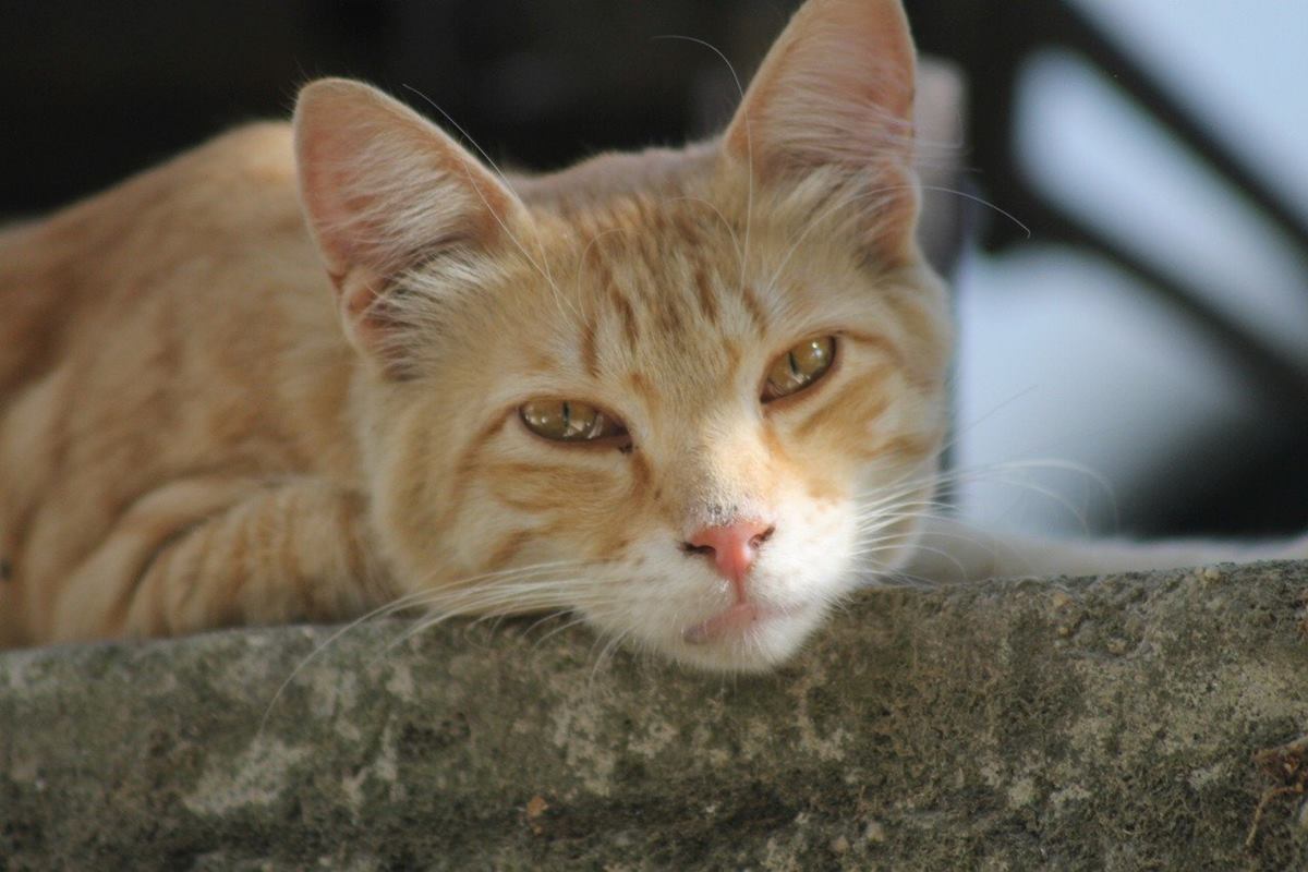 gatto arancione tigrato