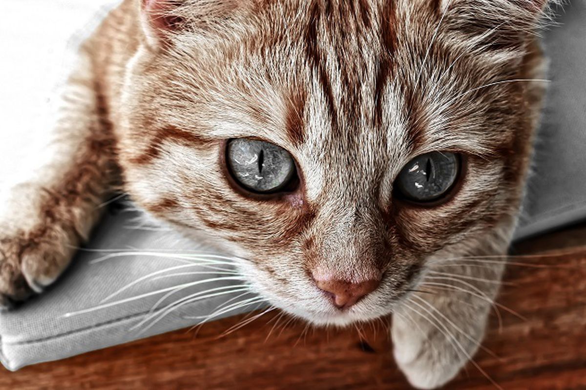 gatto spaventato