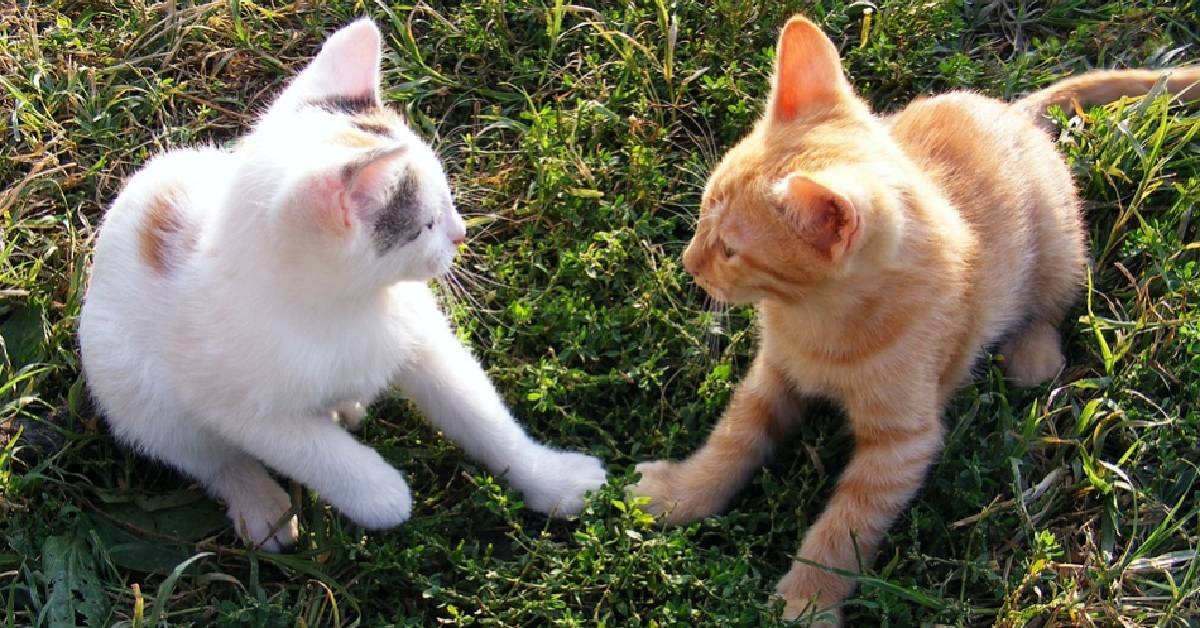 La coppia di gattini inventa un gioco davvero simpatico, il video è sorprendente