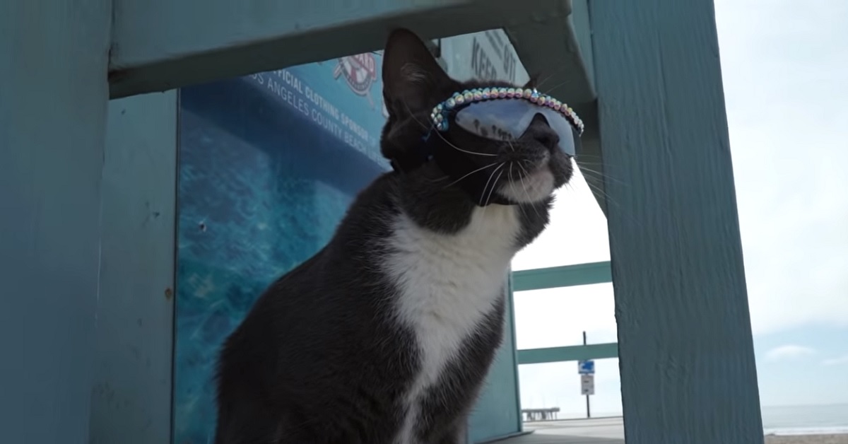 La gattina Bagel è conosciuta come il “gatto-occhiale”, nel video cerchiamo di scoprire il perché
