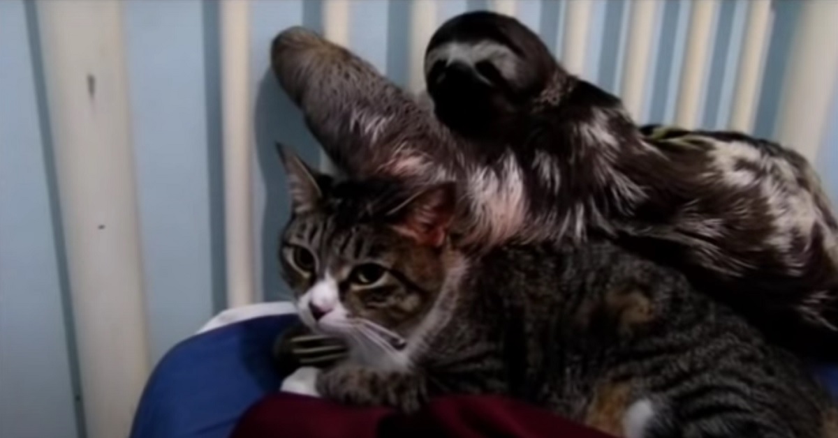 La gattina ed il bradipo sono uniti da un’amicizia speciale, il video è qualcosa di meraviglioso