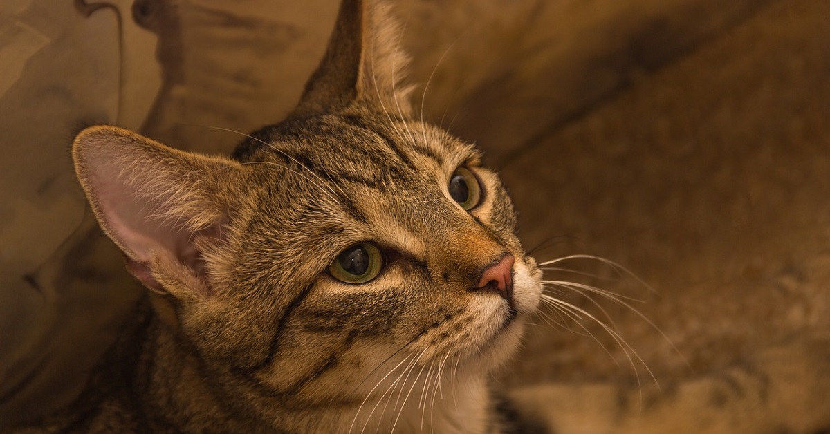 La gattina ed il Bulldog Francese litigano per il possesso del lettino, il video vi terrà incollati allo schermo