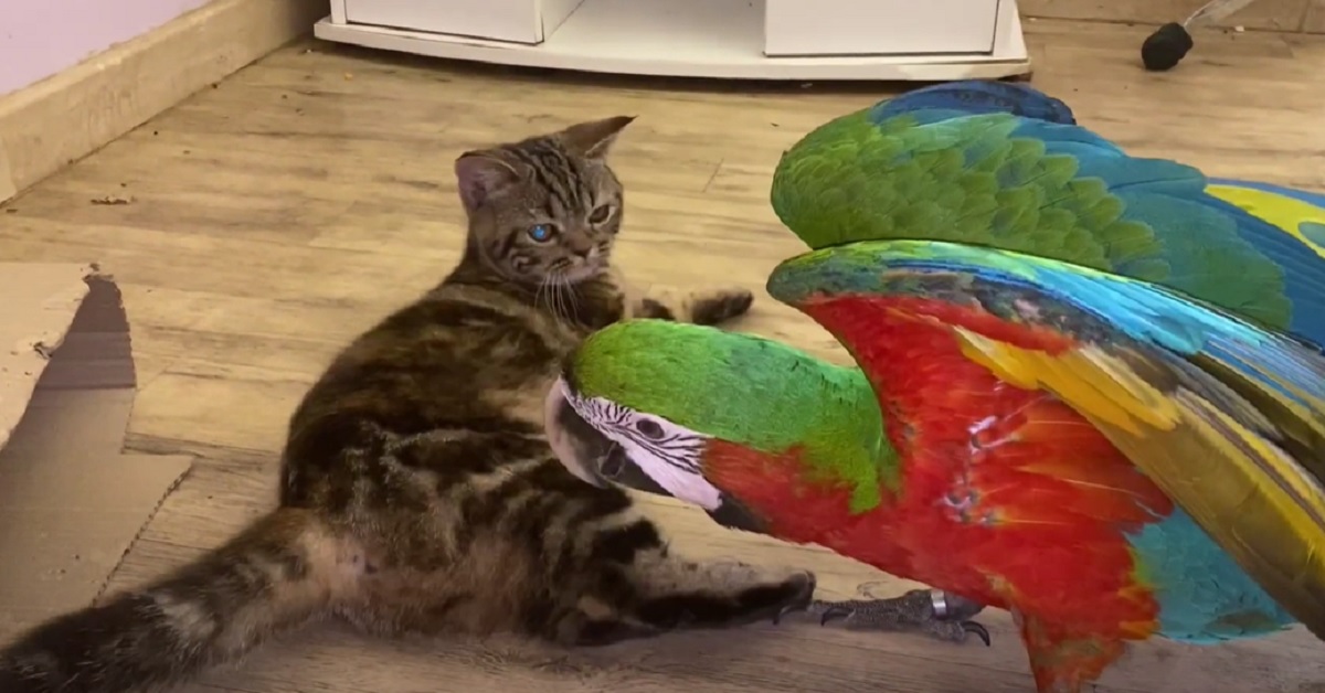 La gattina ed il pappagallo sono migliori amici, il modo in cui giocano nel video è meraviglioso