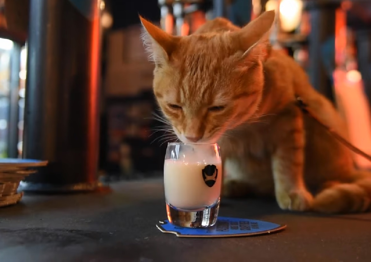 eli gattina latte bicchiere pub