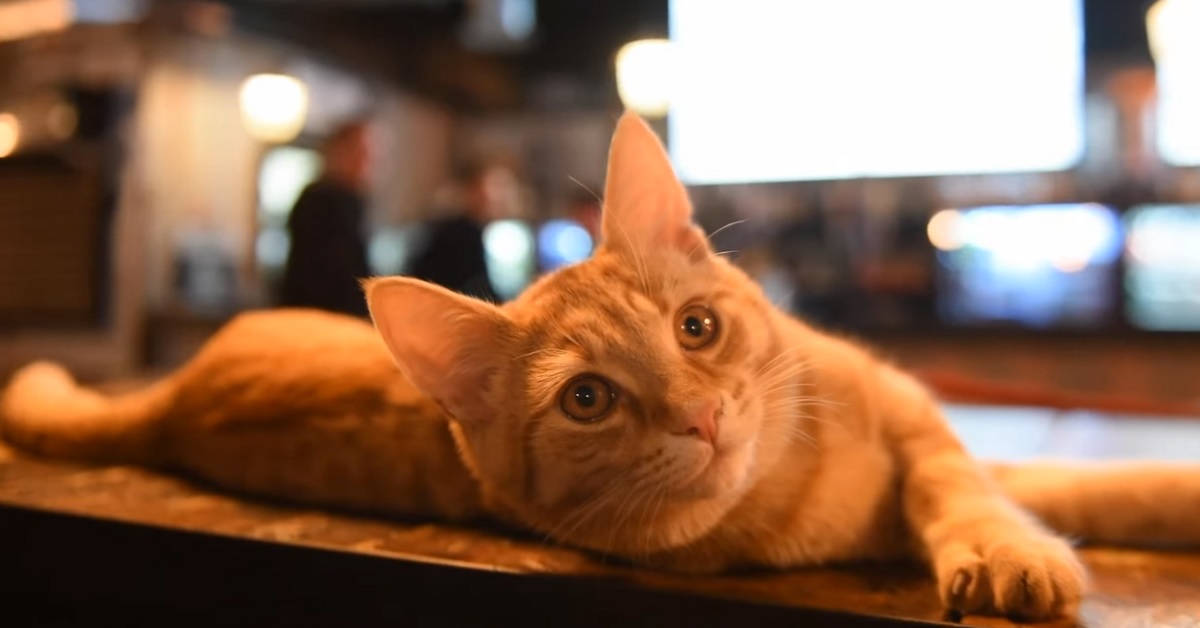 La gattina Eli diventa un cliente abituale del pub sotto casa, la storia in video