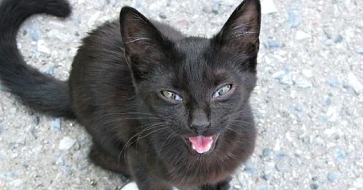 La gattina emette dei versi molto strani appena il papà la accarezza, il video vi incuriosirà