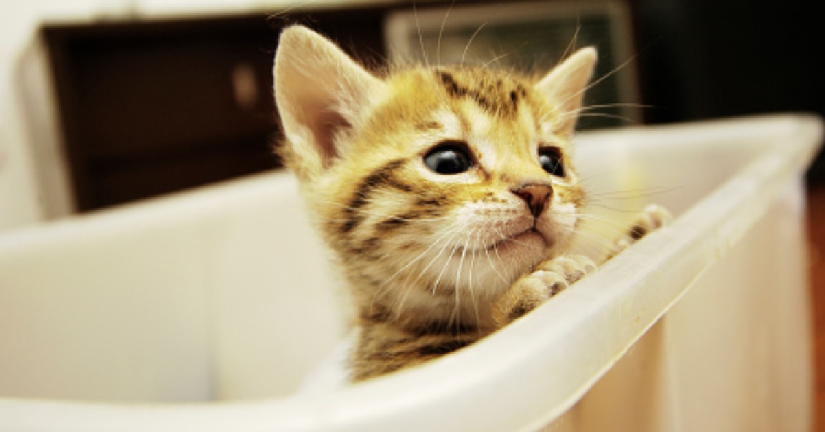 La gattina europea non crede ai propri occhi quando osserva per la prima volta una bomba da bagno, il video è favoloso