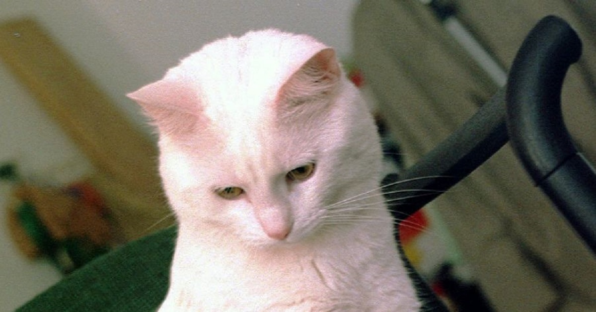 La gattina gioca a scacchi con i proprietari e mette in atto una mossa “decisiva”, il video vi sbalordirà