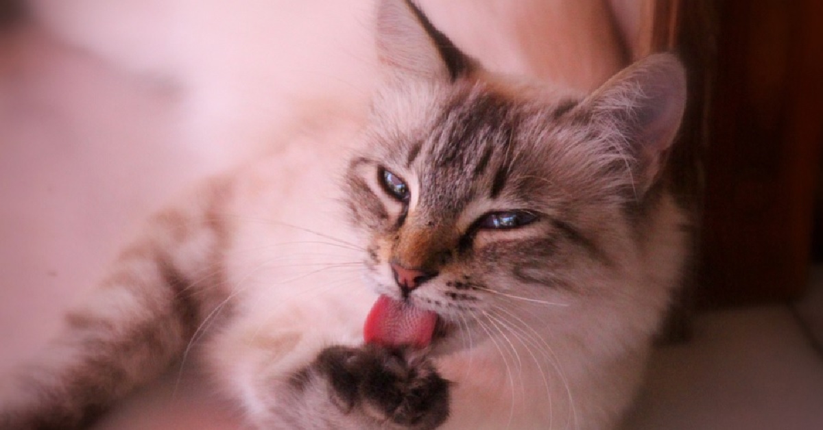 La gattina Lily sembra essersi dimenticata come ci si pulisce, il video vi farà scoppiare dalle risate