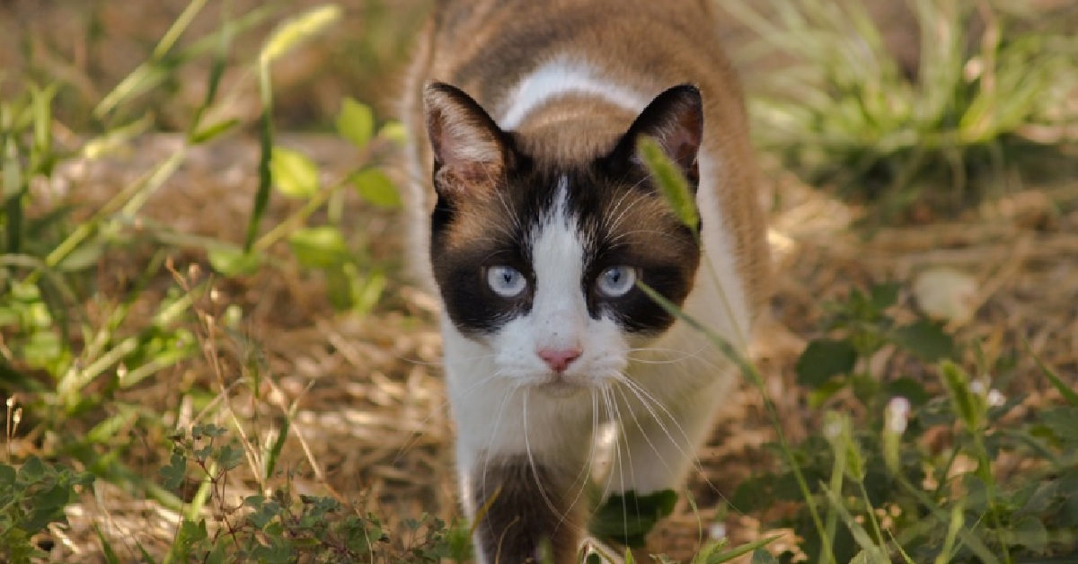 La gattina Moggie “affronta” degli uccellini dall’altra parte dello schermo TV, il video è uno spettacolo per gli occhi