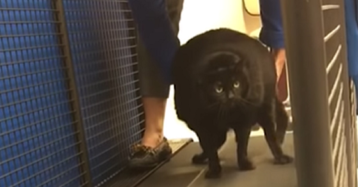 La gattina “paffuta” non ha affatto voglia di fare ginnastica, nel video il suo geniale stratagemma