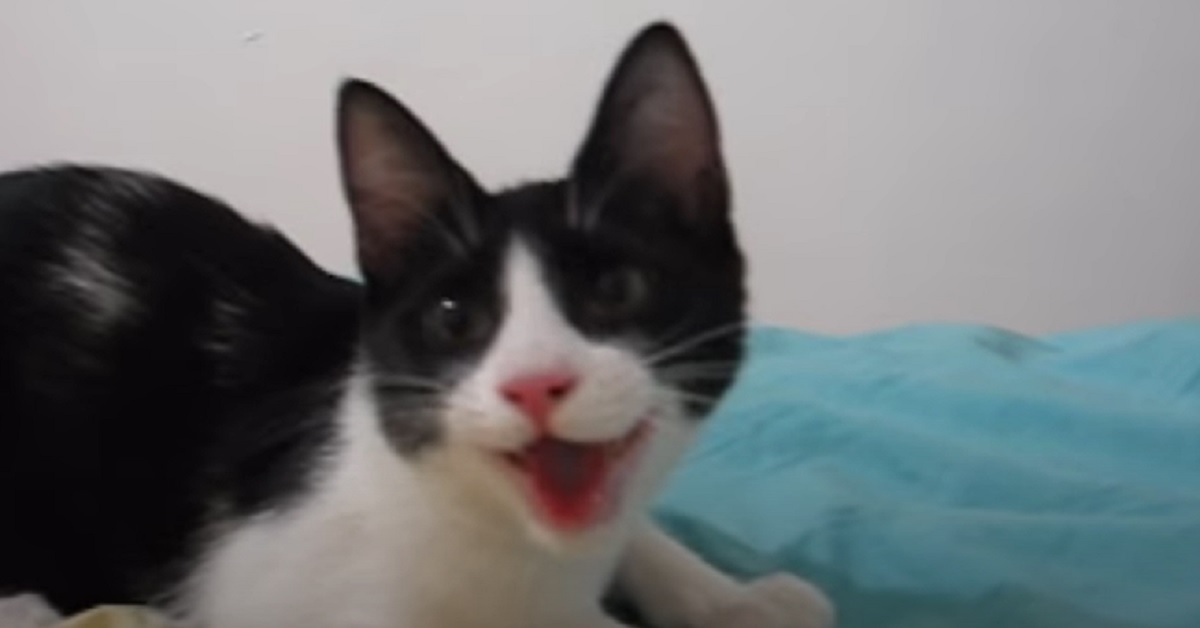 La gattina si comporta esattamente come un cane, il video mostra una scena davvero bizzarra