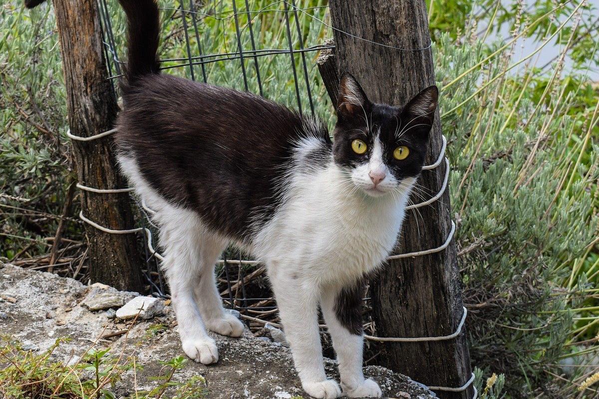 gatto bianco e nero