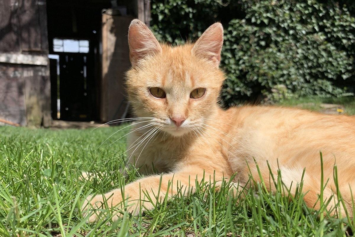 gatto arancione sul prato