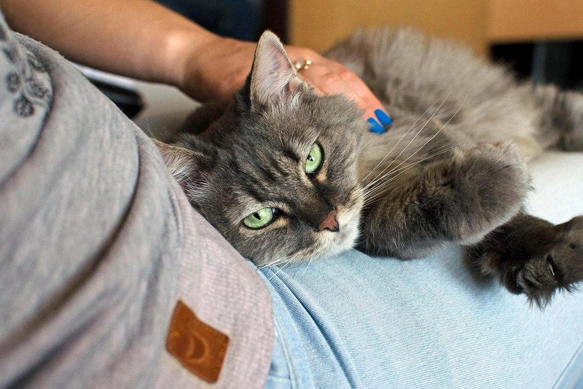 gatto sulle gambe della padrona