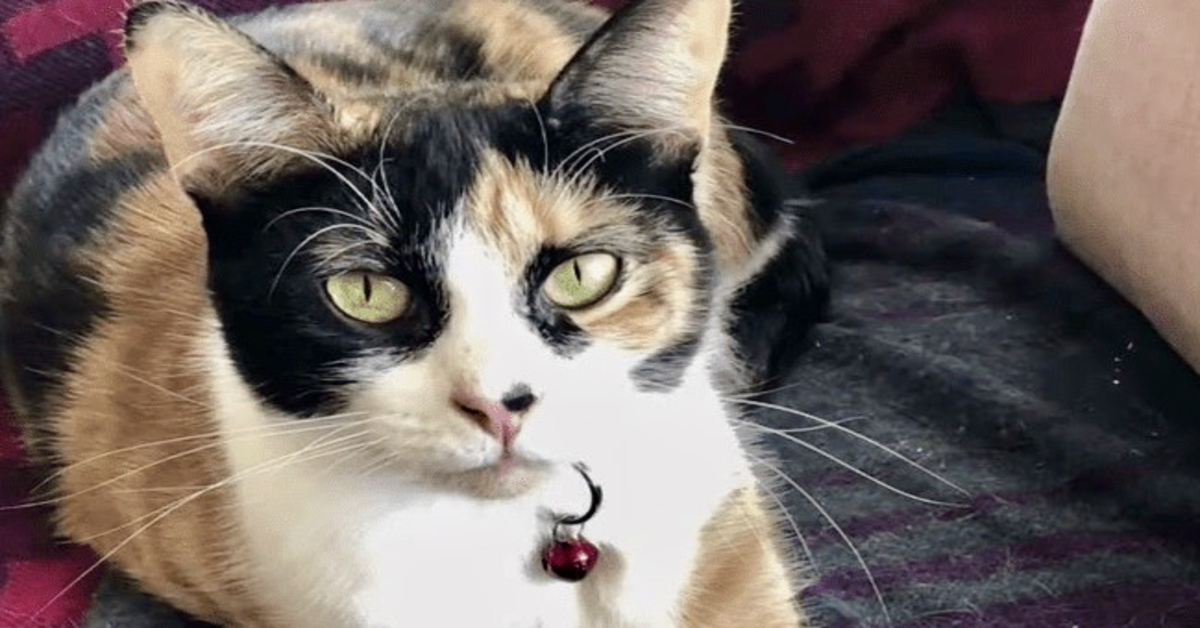 La gattina Lilly scopre che c’è una fuga di gas in casa e avverte la padrona (VIDEO)