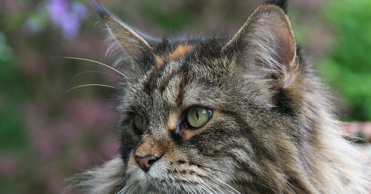 Maine Coon, taglia e peso: da quanto partono a quanto possono arrivare